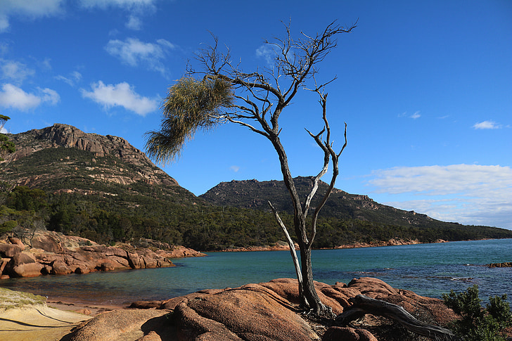 tree, bank, landscape, idyll, australia, freycinet national park, firs