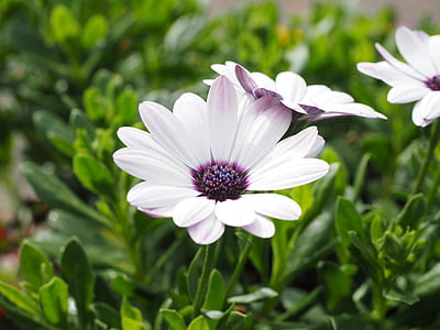 Cape sepeti, çiçekler, Beyaz, osteospermum, Cape papatyalar, Paternoster çalı, Kompozit