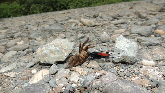 природата, насекоми, Армения, Quindio, Колумбия