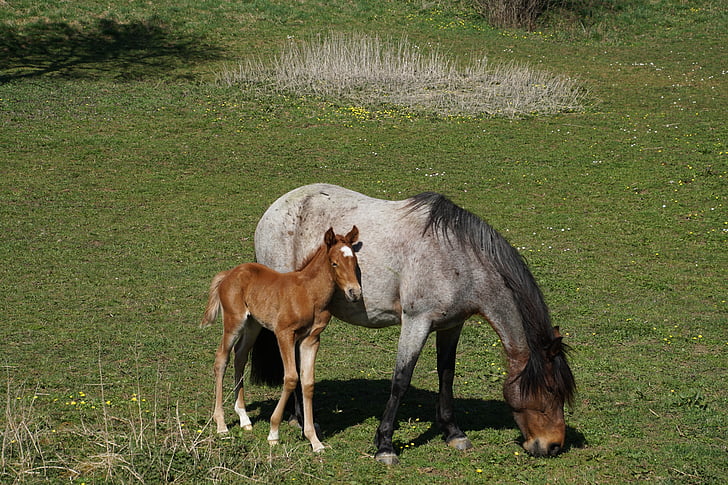 foal, mare, mare and foal, pasture, mare with foal