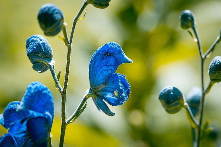 wild sage, blossom, bloom, blue, blue flowers, lamiaceae, plant