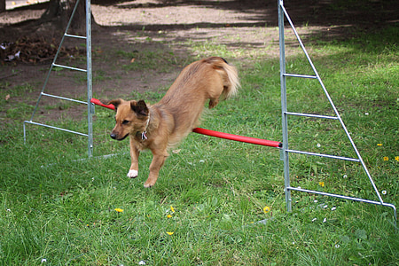 perro pequeño, perro, cañizo, salto de obstáculo, hundesport, mascota