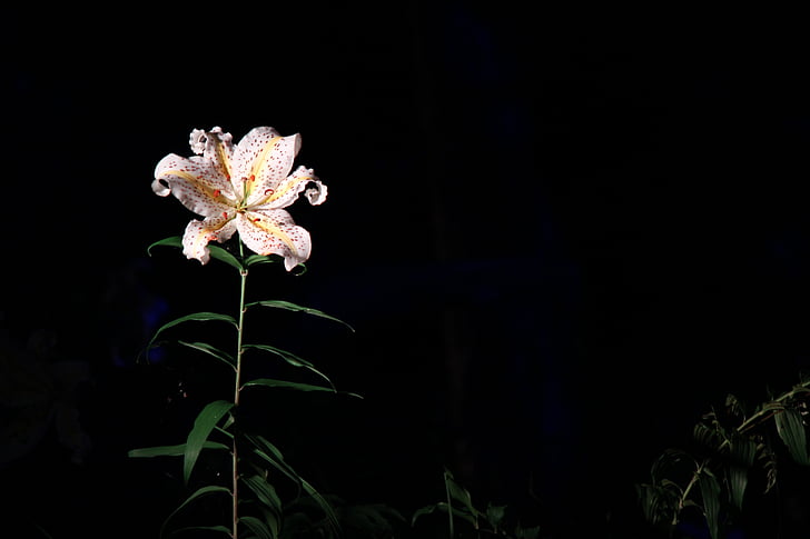 Lily, Fukushima, parku sportowego azuma, Yamayuri, świeci się, kwiat