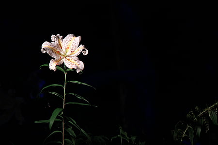 Lily, Fukushima, Azuma olahraga park, yamayuri, menyala, bunga