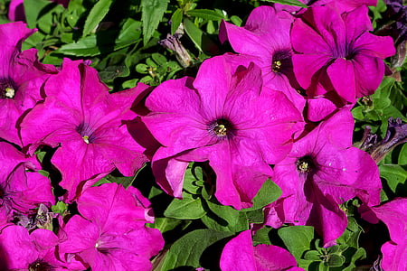 petunia, plant, flowers, mallow, purple flower, petals, lilac