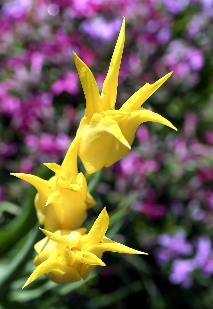 Tulipani, giallo, fiore, primavera, giardino, natura, petalo