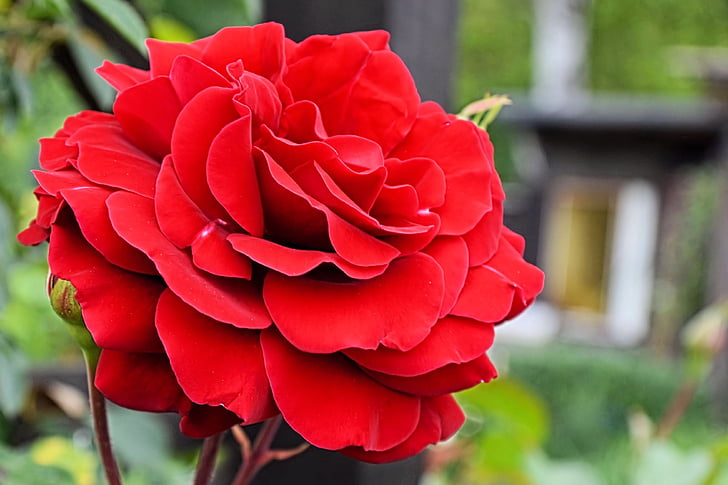rose, red, red rose, blossom, bloom