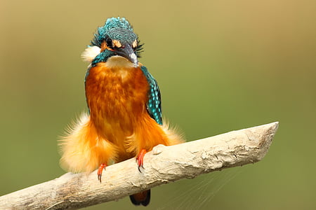 橙色, 绿色, 鸟, 鸟类, 羽毛, 动物, 木材