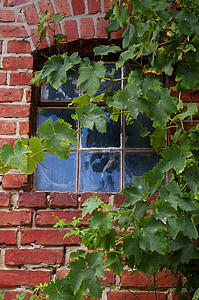 vine, vine leaves, wine, leaves, plant, nature, wall