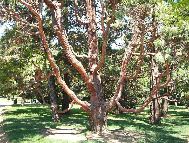 árbol, Toulouse, árbol viejo, Francia