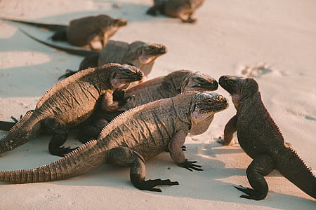Рептилия, песок, пляж, ящерица, животное, животных дикой природы, без людей