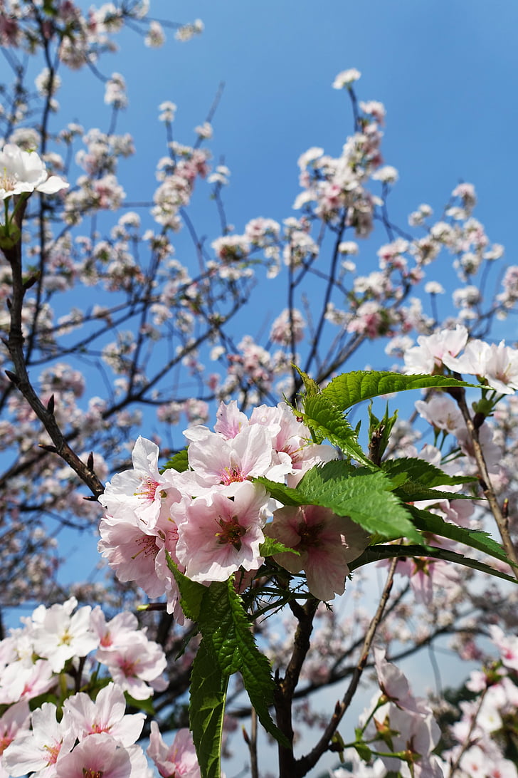 Sakura, cerise, fleur, montagne, cerisiers en fleurs, plante, Rose