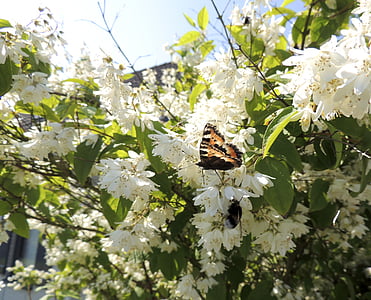 Küçük tilki, Nymphalis urticae, Kelebekler, Kelebek, çiçek, çiçeği, Bloom