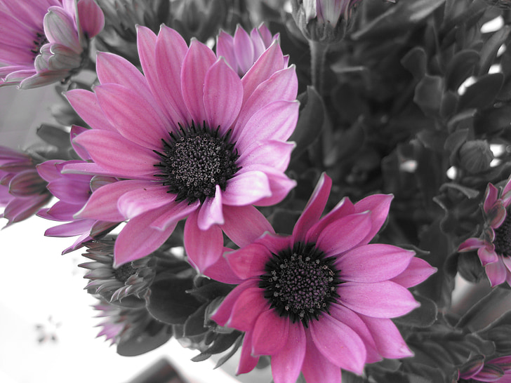lill, lilled, loodus, must-valge foto, roosa