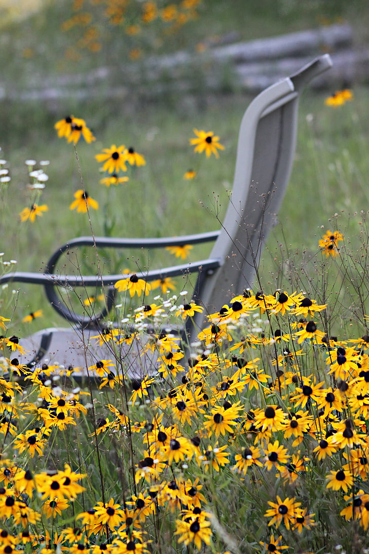 wildflowers, daisies, chair, nature