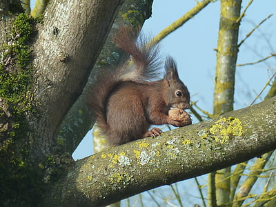 squirrel, roux, tree, nuts, garden