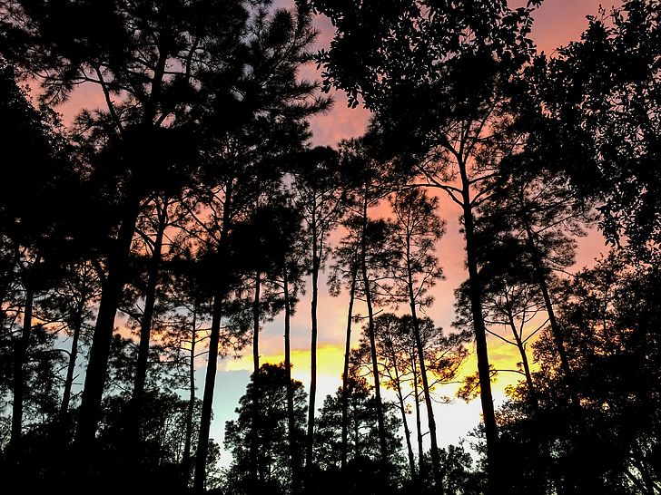 forest, trees, sunset, golden hour, serenity, background, pines
