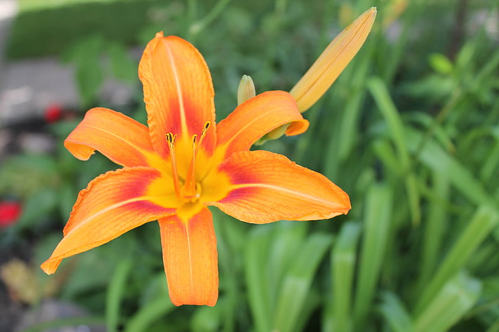 blomst, Lily, dag lily, orange