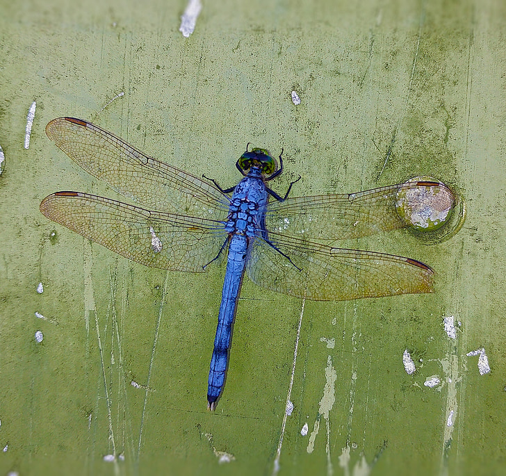 Dragonfly, blå, insekt, vingar, bugg, trollsländor, naturen