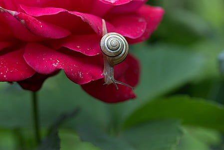 snail, rose, petals, shell, dew