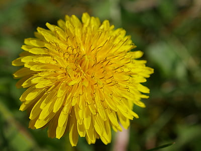 πικραλίδα, Κίτρινο, Κλείστε, μακροεντολή, Λεπτομέρειες, λουλούδι, Taraxacum officinale