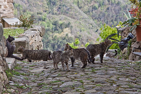 kucing, kucing bayi, Tunggu, pakan, Steinweg, batu alam, hewan