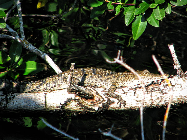aligatorius, Florida, everglades, nacionalinis parkas, krokodilas, vasaros, šventės