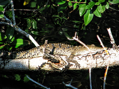 Alligator, Florida, de everglades, het nationaal park, krokodil, zomer, vakantie