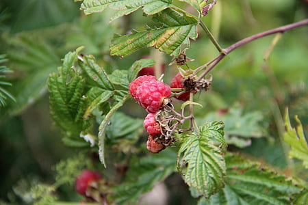 raspberries, leaves, nature, plant, detail