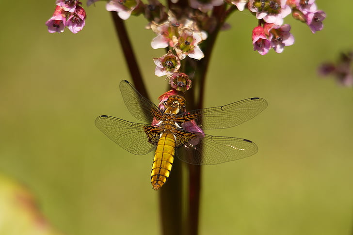 Close-up, libellula, Flora, fiori, insetto, macro, natura