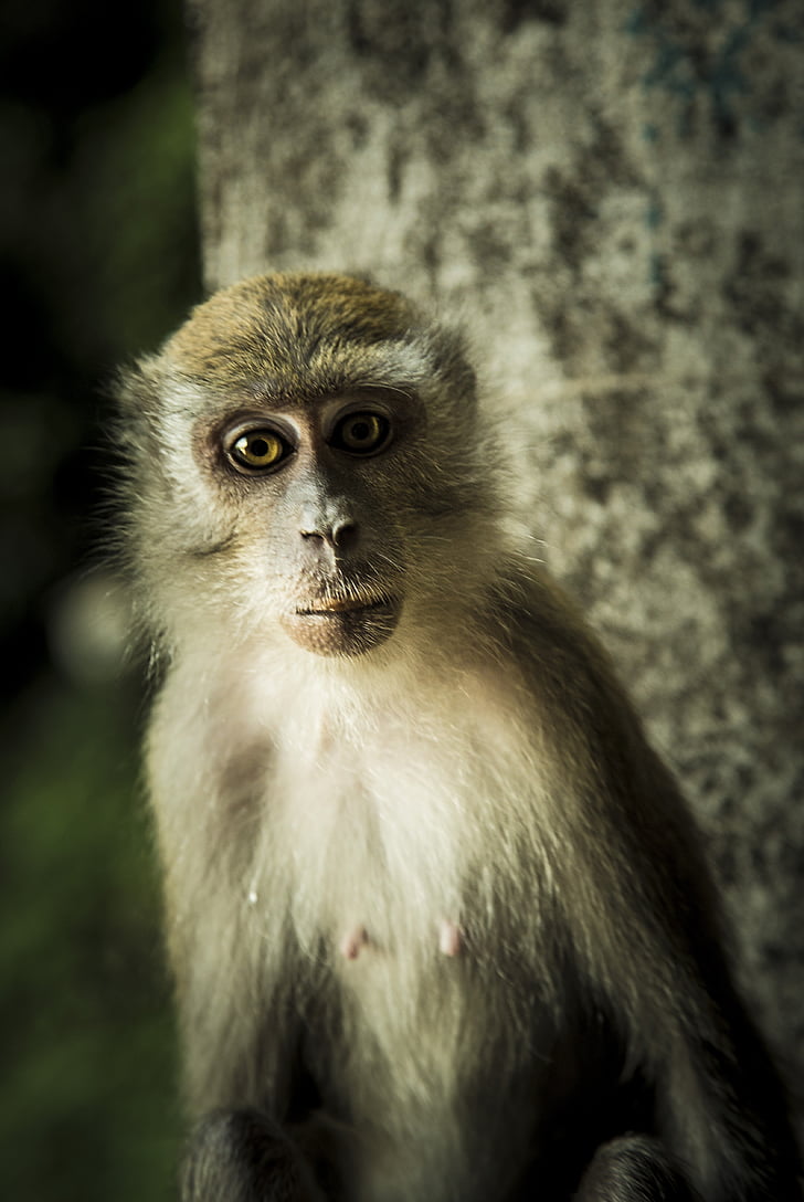Monkey, APE, primater, Malaysia, Bröstvårtor, ögon, däggdjur