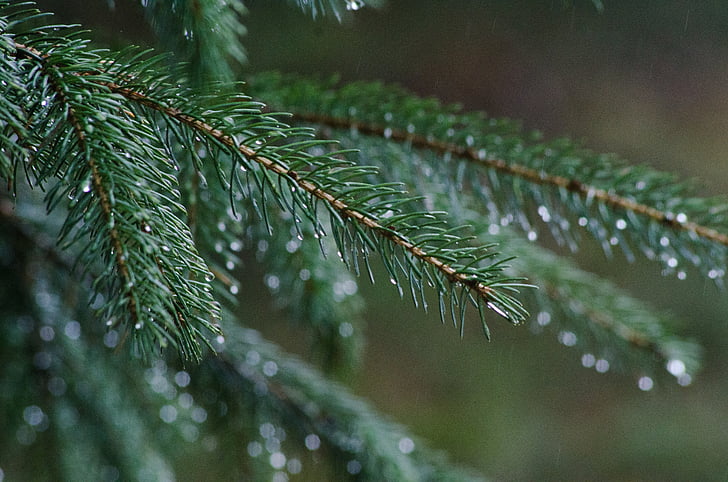 pine, rain, forest, tree, evergreen, nature, branch