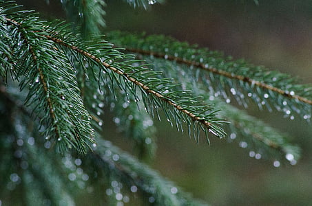 pin, pluie, Forest, arbre, Evergreen, nature, Direction générale de la