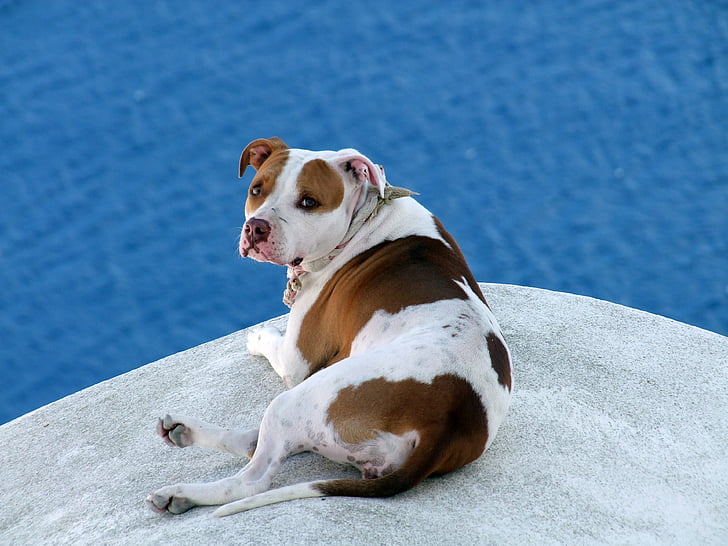 Hund auf Dach, Braun, weiß, Gefleckte Fell, gemütlich, Entspannung, Meer
