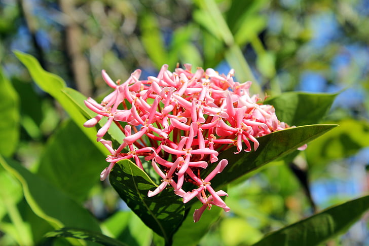 ixora chinensis, lill, loodus, lilled, Aed, habras