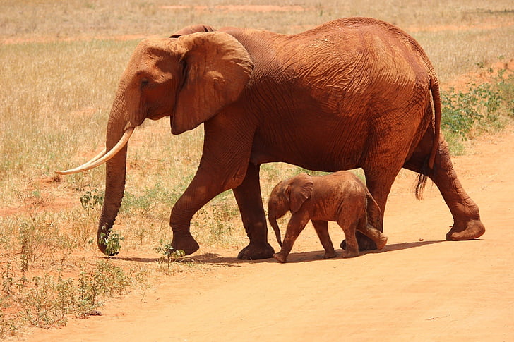 parent, baby, elephant, walking, brown, field, daytime