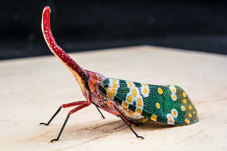Canthigaster Cicala, Fulgoromorpha, insetto, proboscide, lungo, rosso, colorato