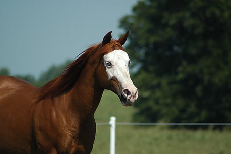 άλογο, αγρόκτημα, Mare, κεφάλι, καθαρόαιμος, άλογο απομονωμένες, βοσκότοποι