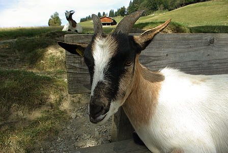 goat, pet, kid, dwarf goat, livestock, cute, domestic goat