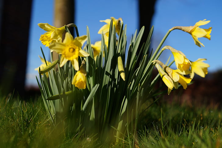 narcisos, osterglocken, pseudonarcissus Narcissus, flores, Primavera, campo de Narciso