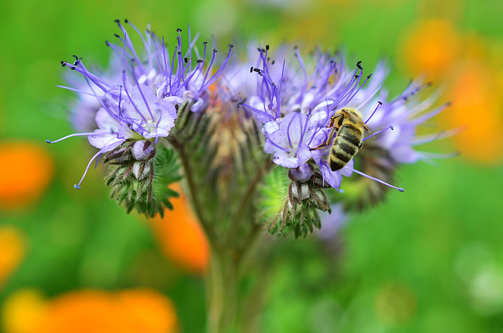 Блосъм, Блум, пчела, Поръсете, насекоми, цвете, цветен прашец