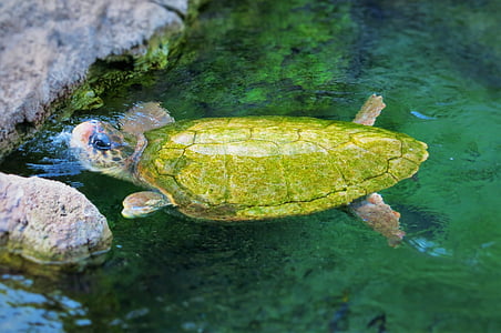 Schildkröte, SeaWorld Orlando, Wassertier, Natur, Tier, Tierwelt, Amphibie