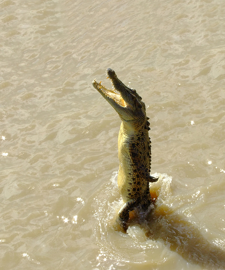 crocodilo, água salgada, salto, Rio, Austrália, sentido leste-oeste, Outback