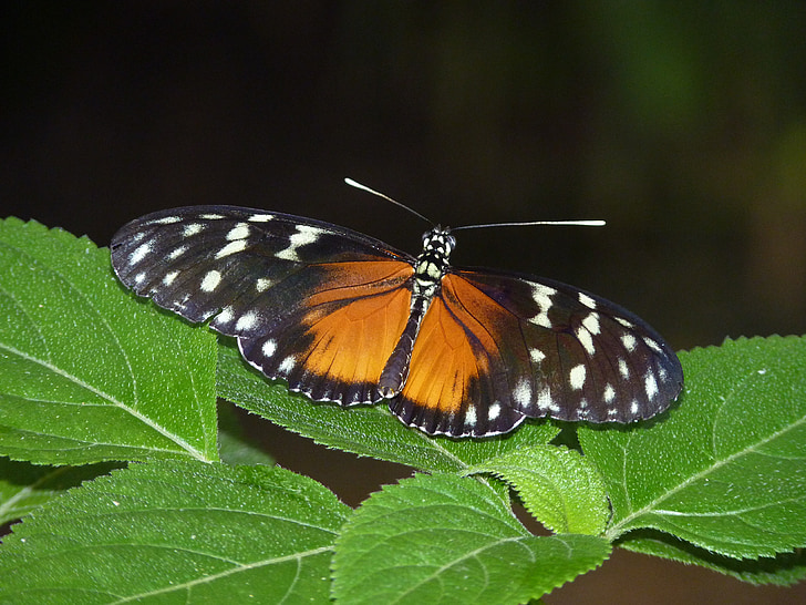 butterfly, exotic, insect, tropical, butterfly house, animal, wing