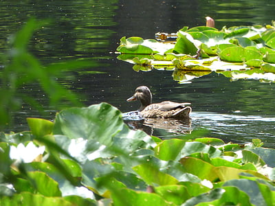 Duck, dammen, Lake, vann, svømme, fuglen, dyr