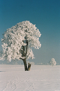 白霜, 固体沉淀, 奇怪的形状, 成熟, raufrost, 树, 冬天