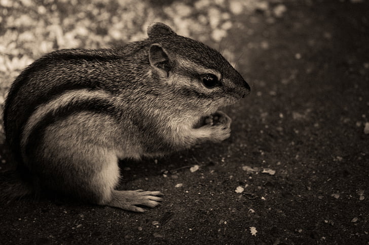 fotografija, veverica, majhna severnoameriška veverica, živali, črno-belo, narave, ena žival