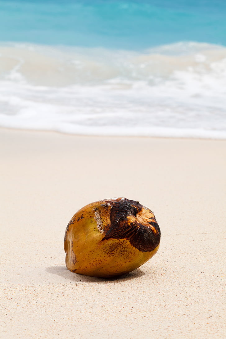 coconut, tropical, ocean, sand, sea, beach, exotic