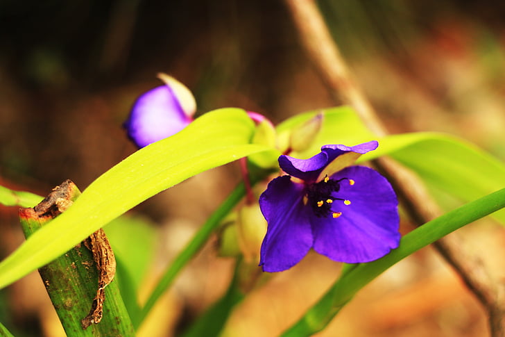 flores, violeta, pino-setas, He aquí, naturaleza, primavera