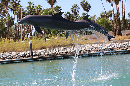 Delfín, delfines, salto